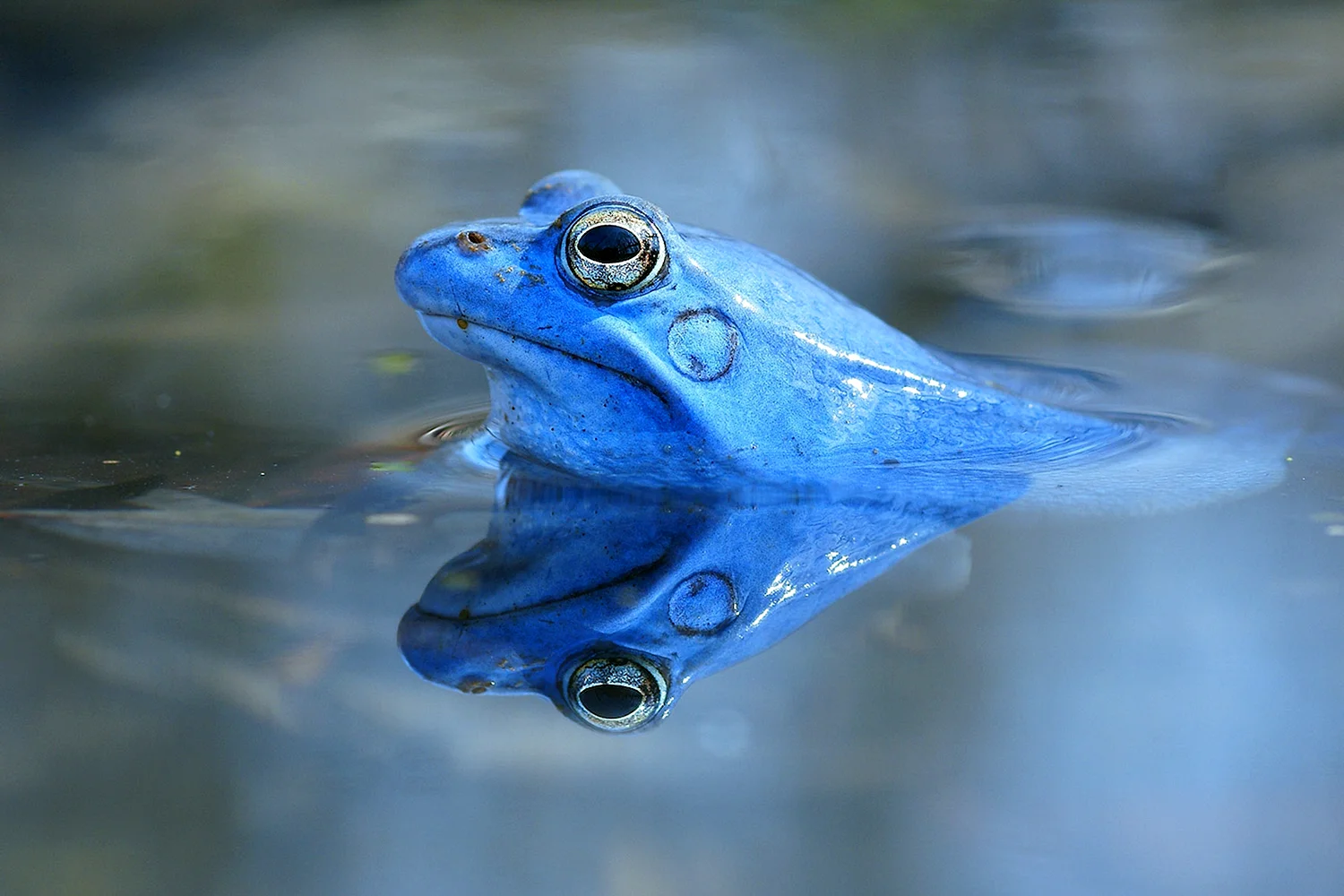 Остромордая лягушка голубая