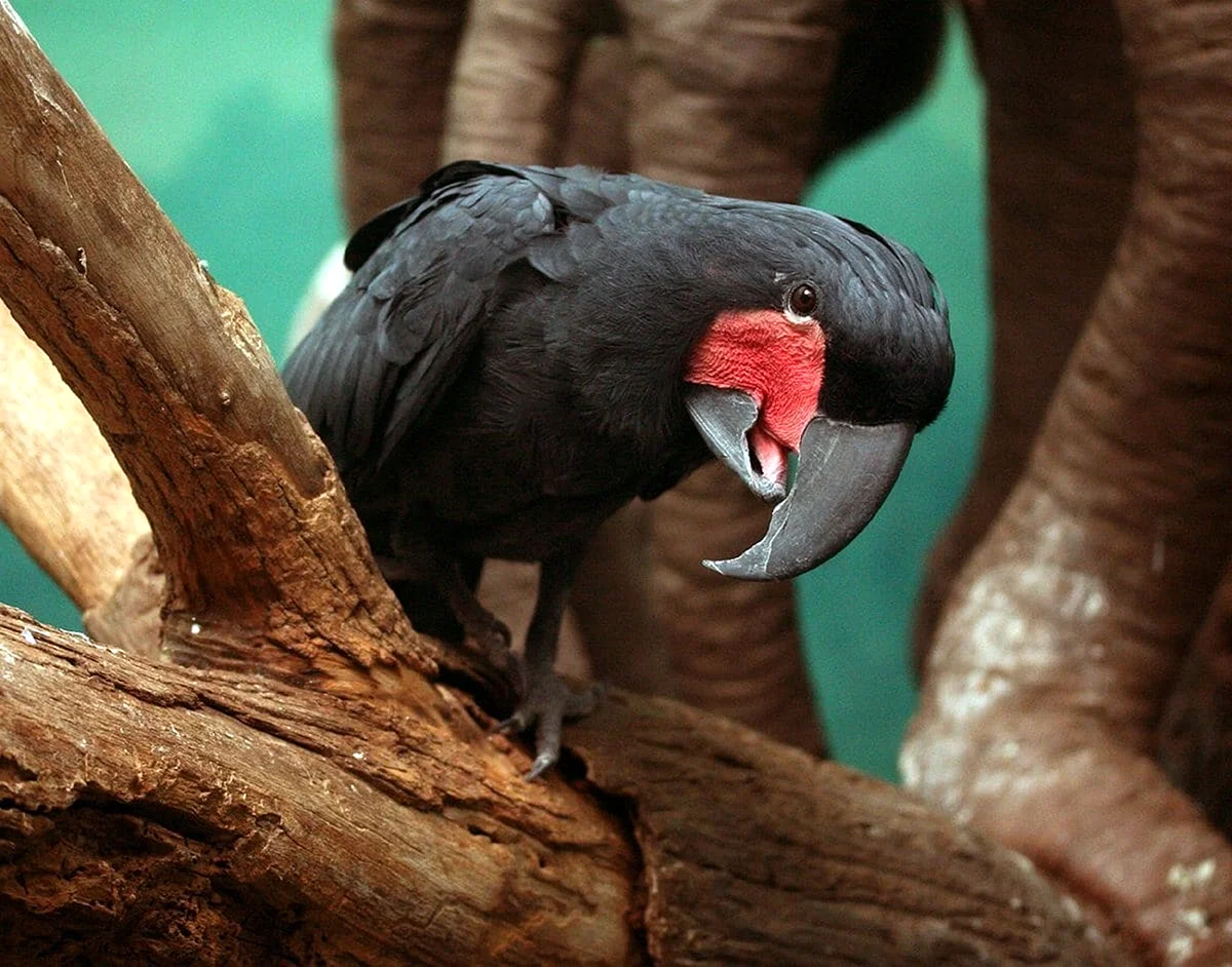 Остров Праслин черный попугай