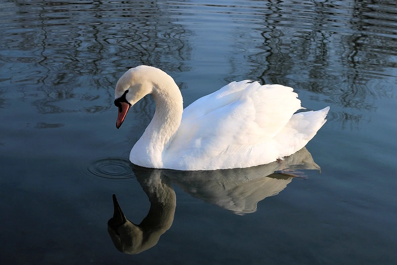 Отражение лебедя в озере