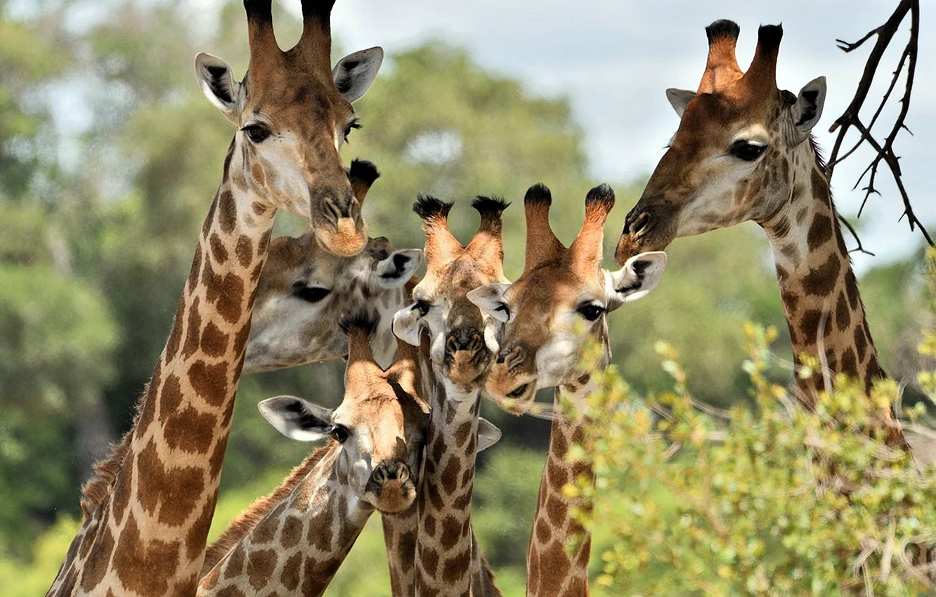 Отряд парнокопытные Жираф