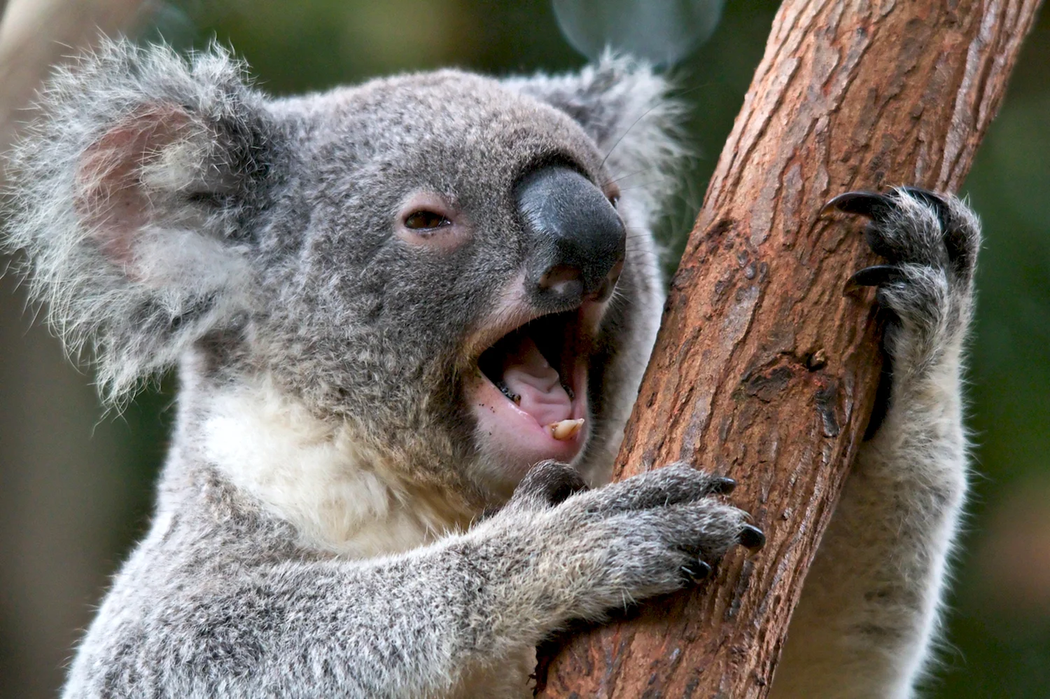 Отряд сумчатые коала