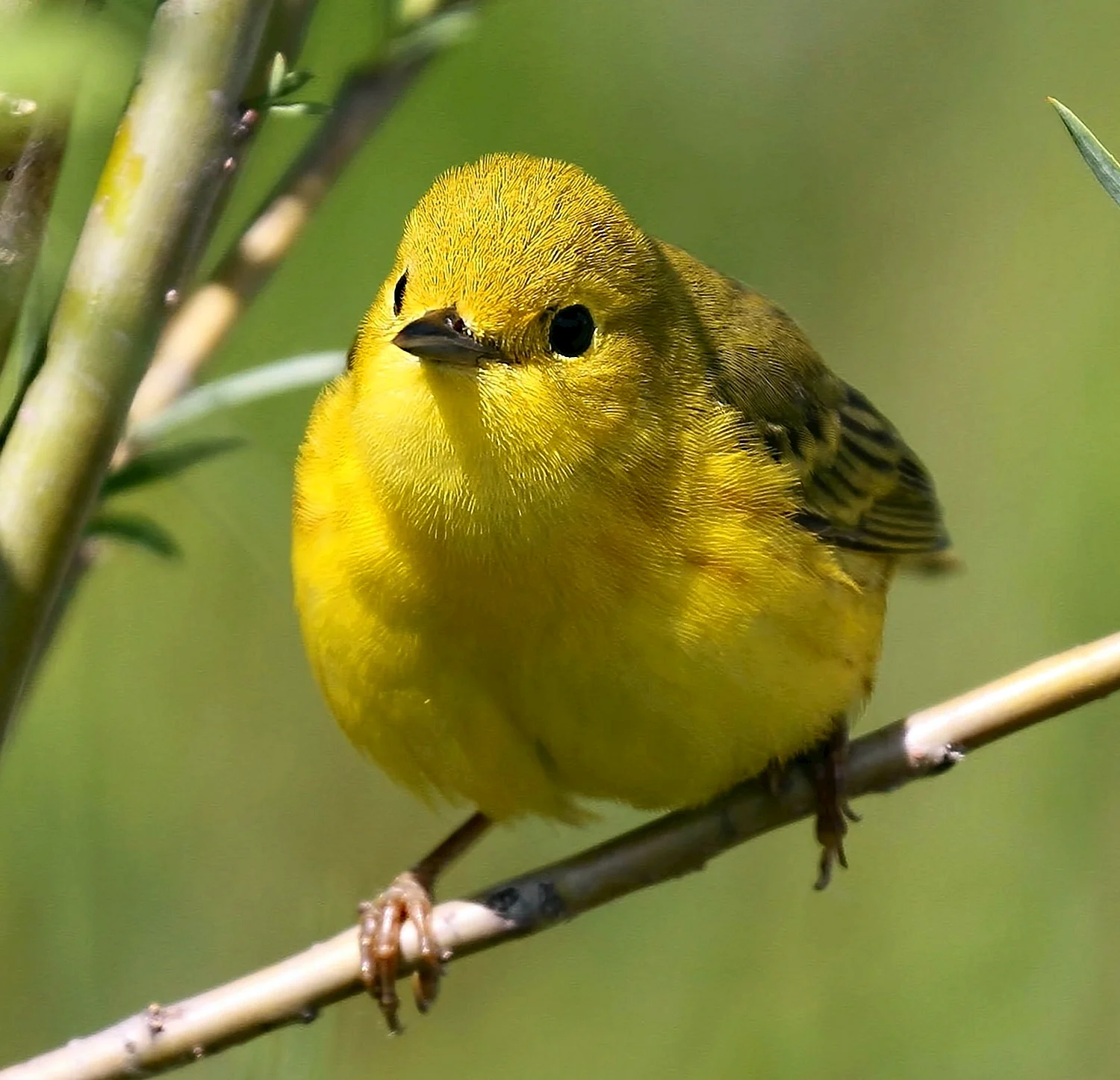 Желтая птичка (48 лучших фото)
