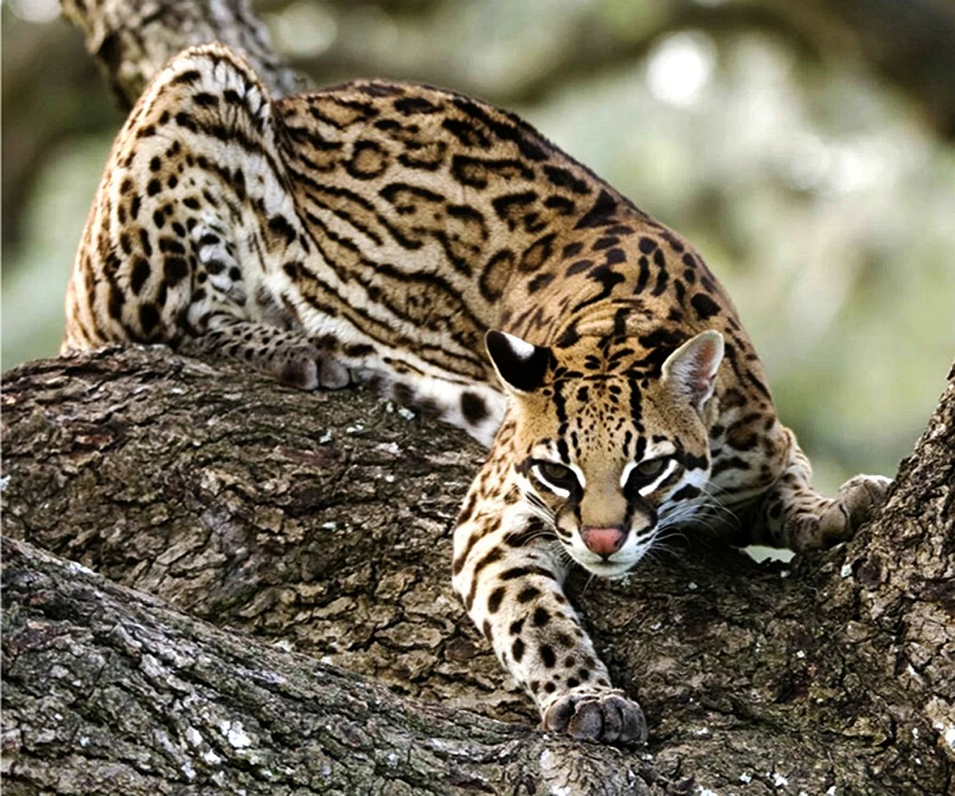 Оцелот (leopardus pardalis)