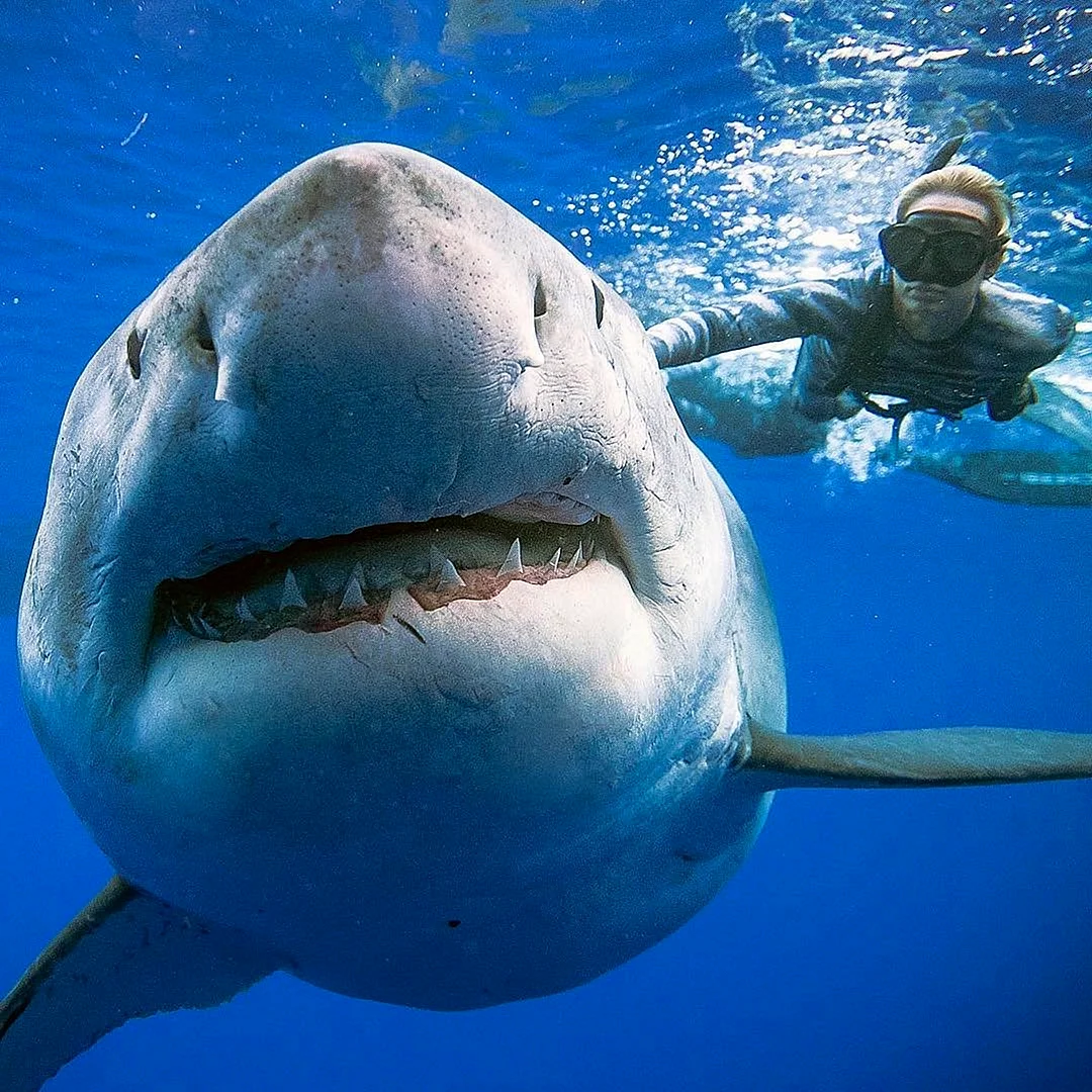 Оушен Рамси белая акула