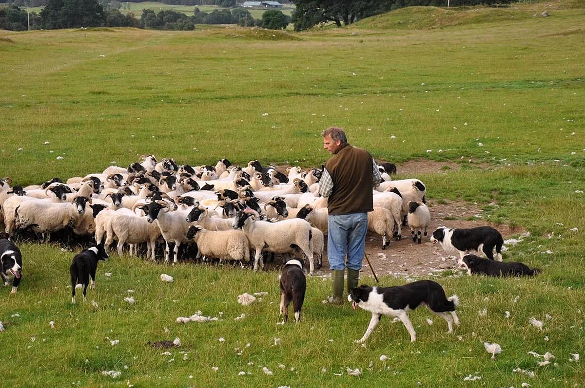 Овчар пастух