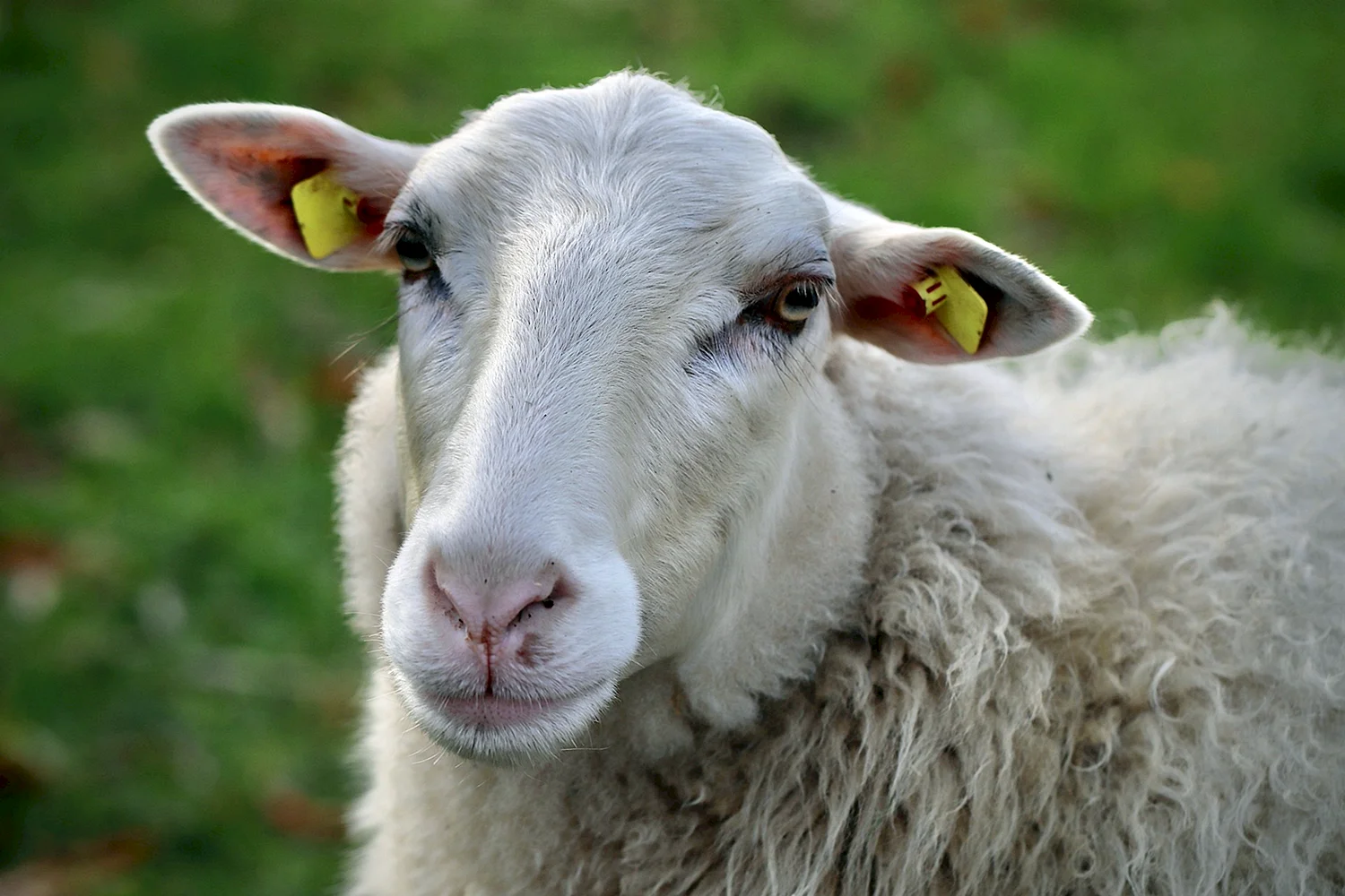 Овцы с длинными ушами