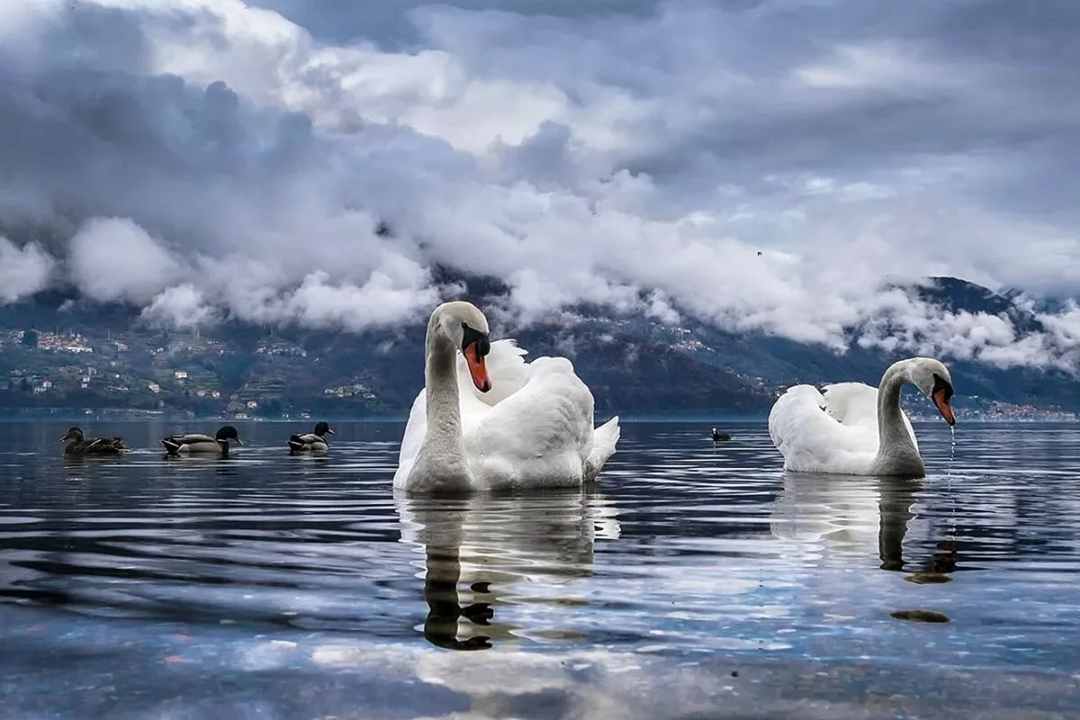 Озеро Лугано лебеди