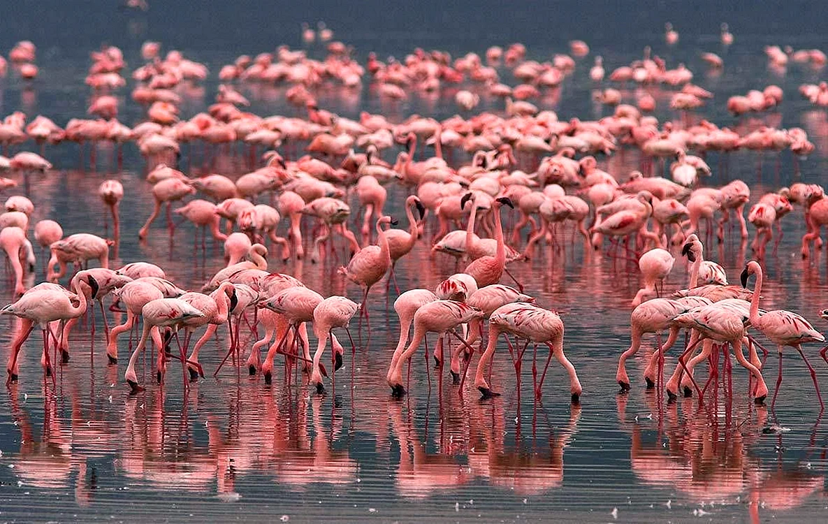 Озеро Накуру Фламинго