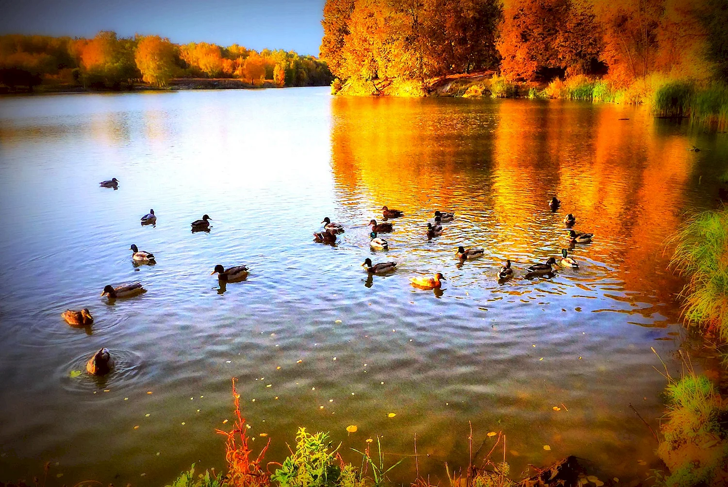 Озеро с утками
