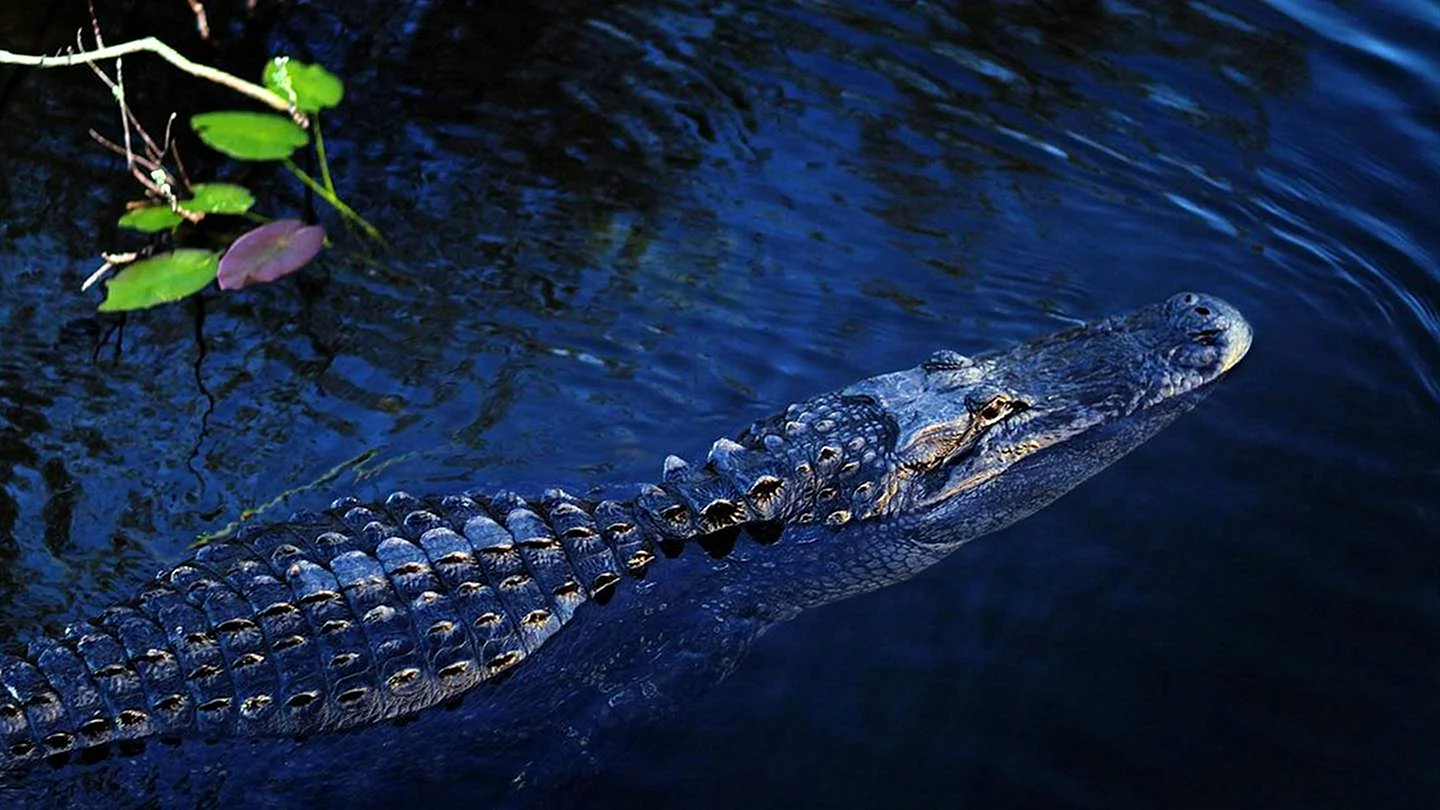 Озеро Танганьика крокодилы