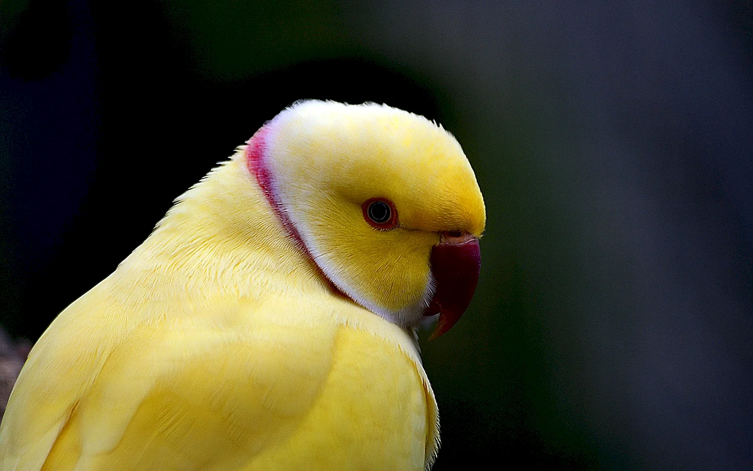 Ожереловый попугай желтый