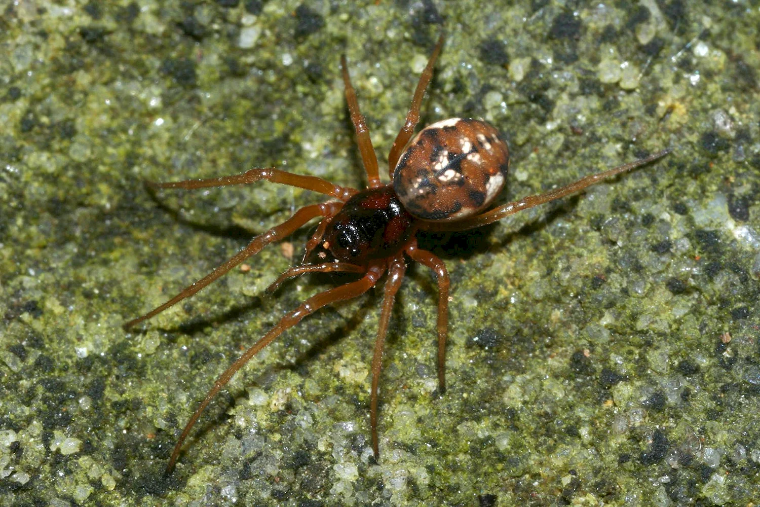 Pachygnatha clerckoides паук