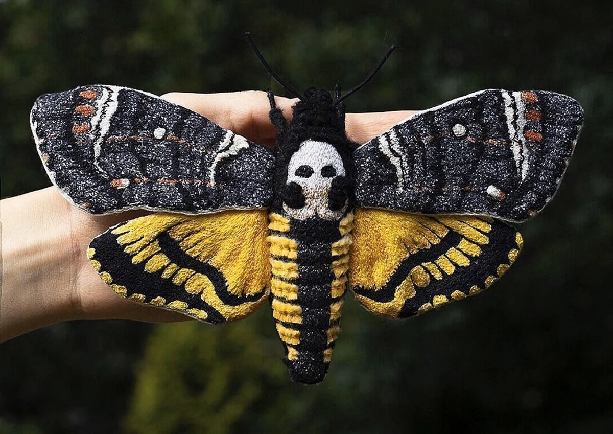 Паденкина бабочка