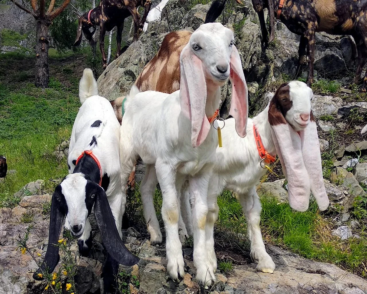 Пакистанские козы гулаби