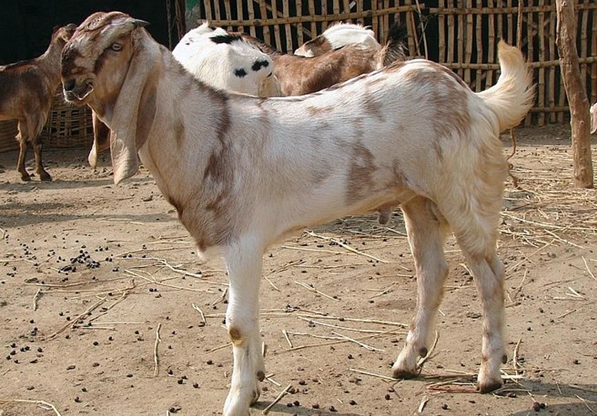 Пакистанские козы Шами