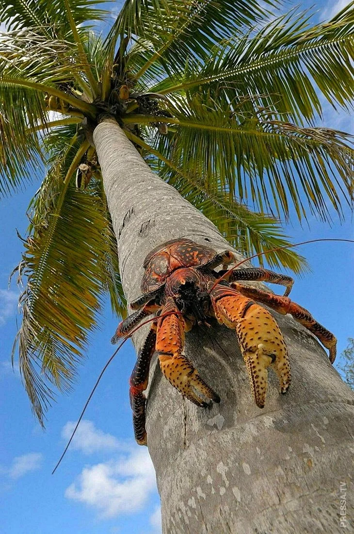 Пальмовый вор кокосовый краб