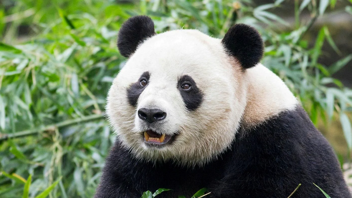 Панда эндемик