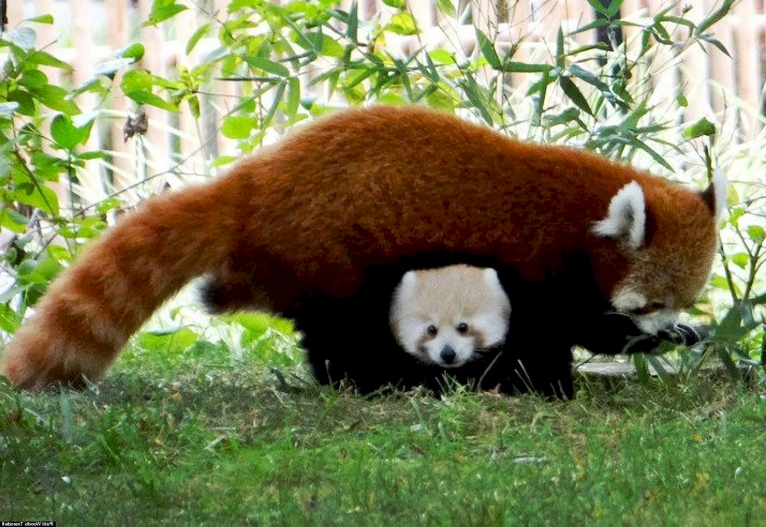 Панда и малая Панда