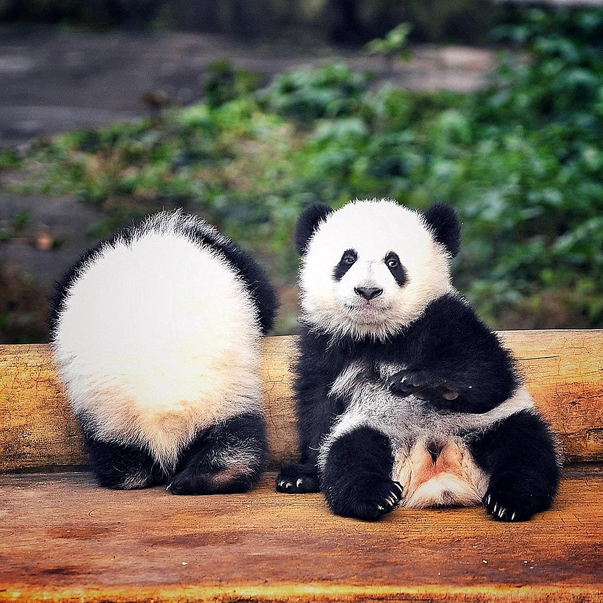 Панды с малышом