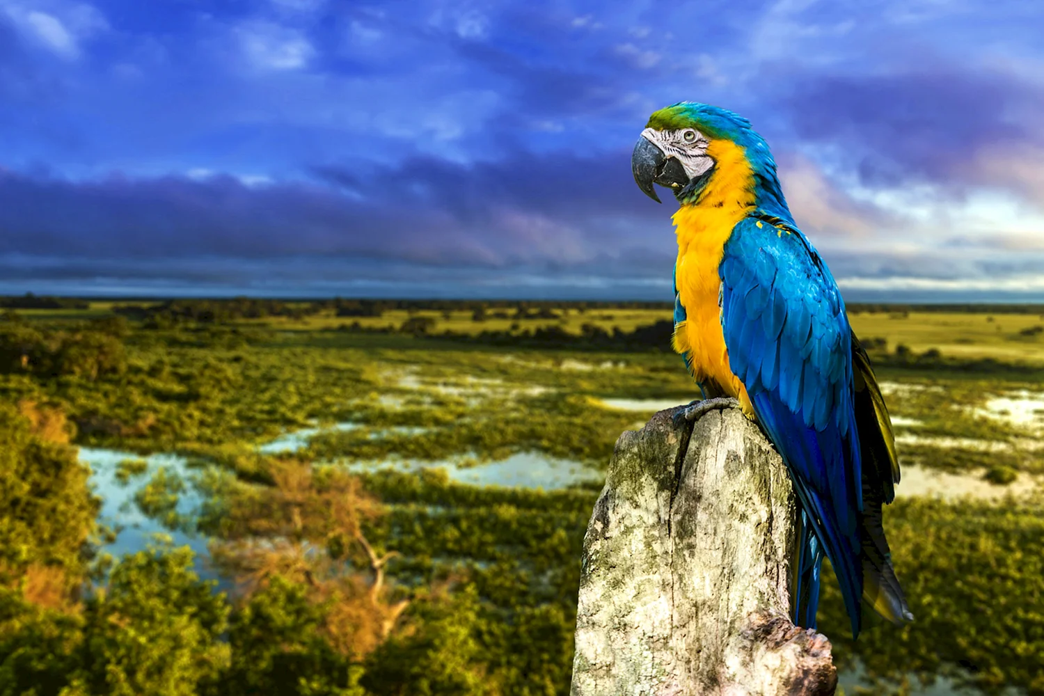 Pantanal попугаи Бразилии
