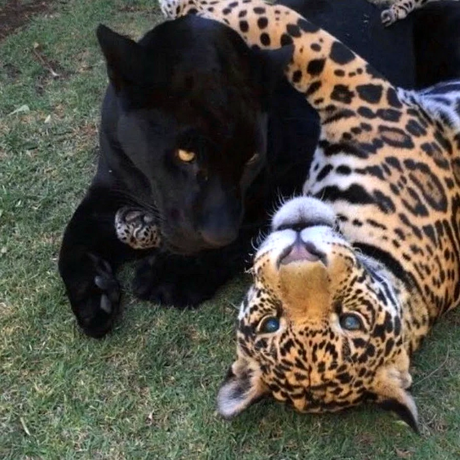 Пантера Ягуар гепард