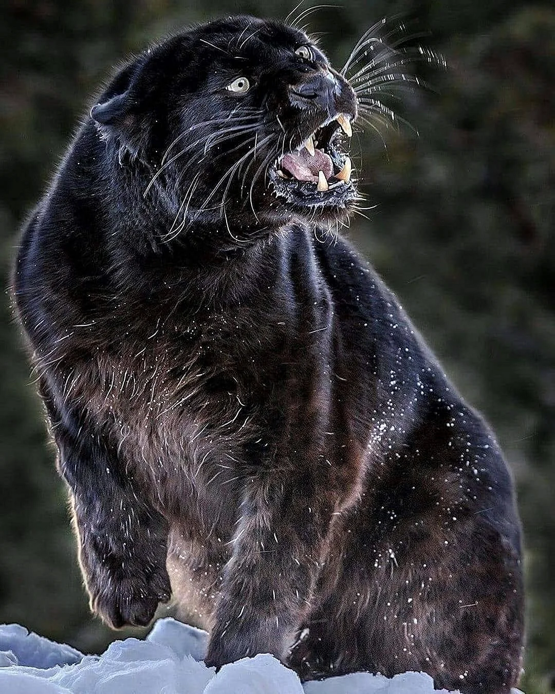 Пантера Шварцера» (2014; черная пантера )