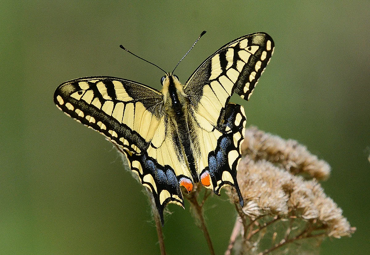 Papilio Machaon