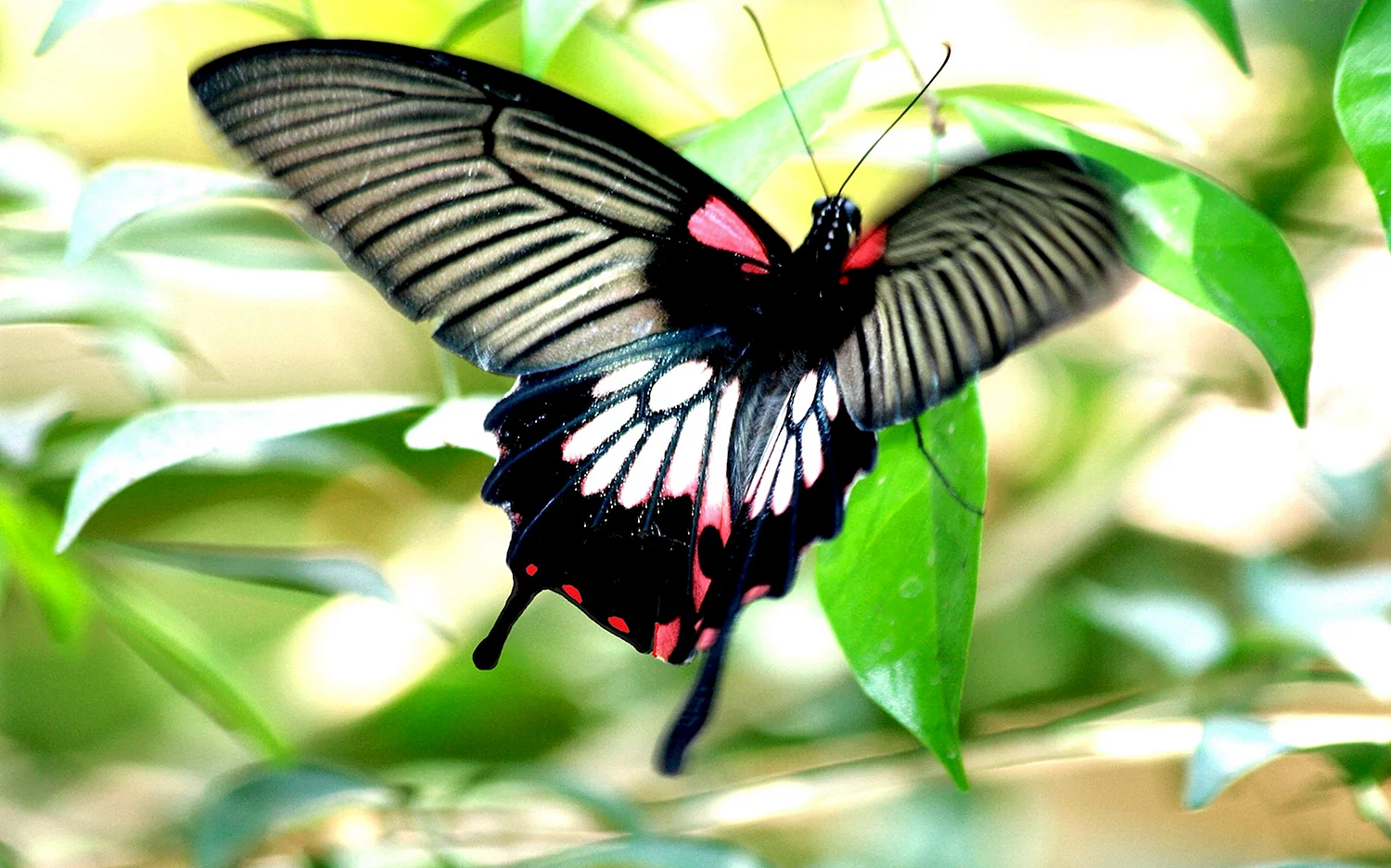 Papilio Memnon Agenor
