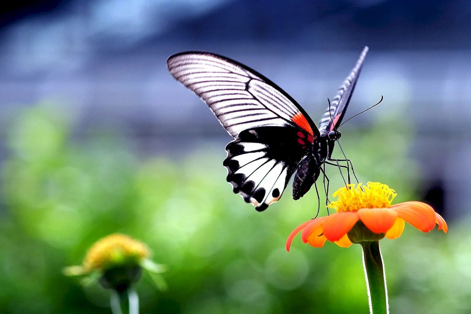 Papilio Memnon Heronus