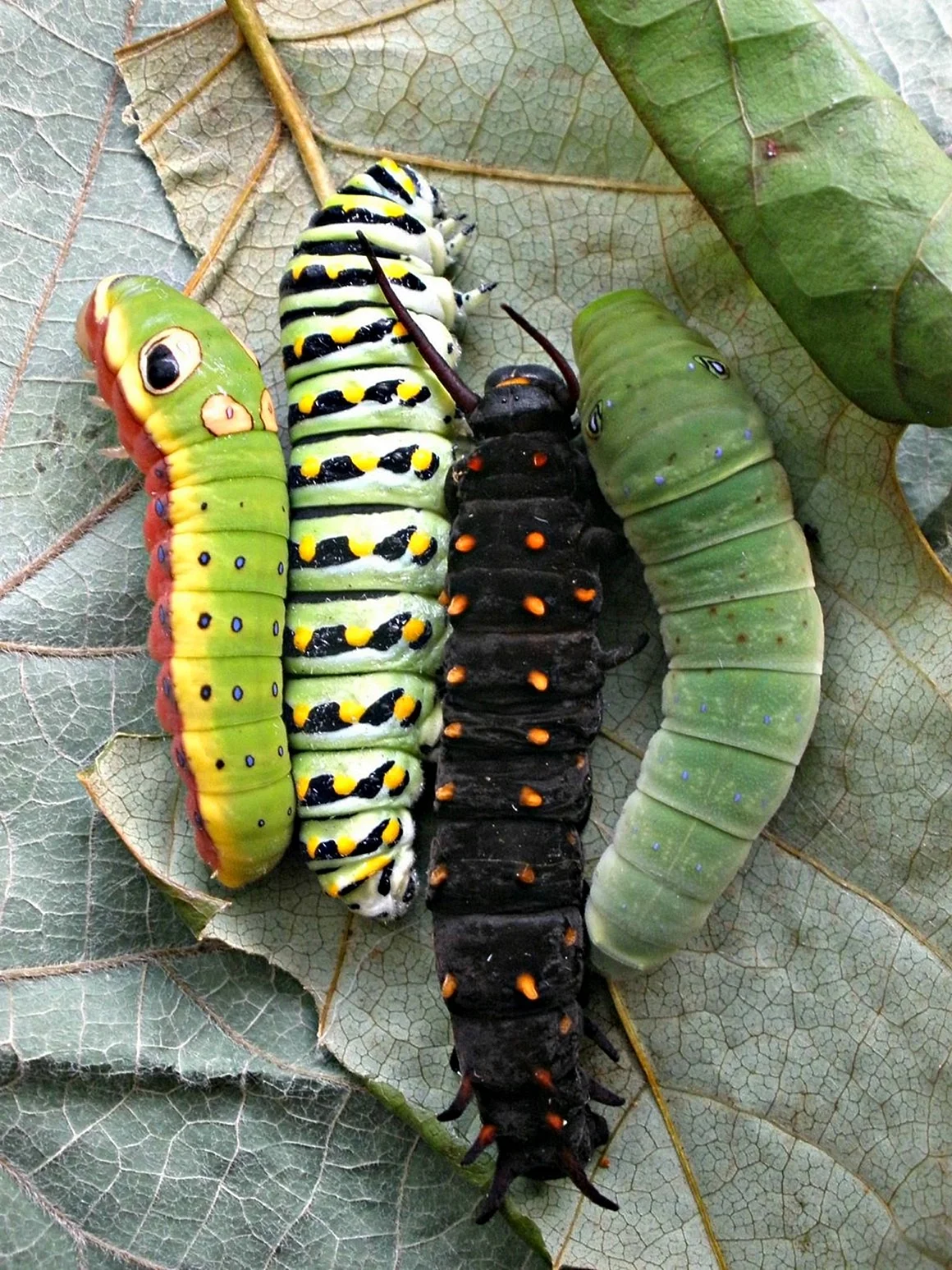 Papilio Troilus гусеница