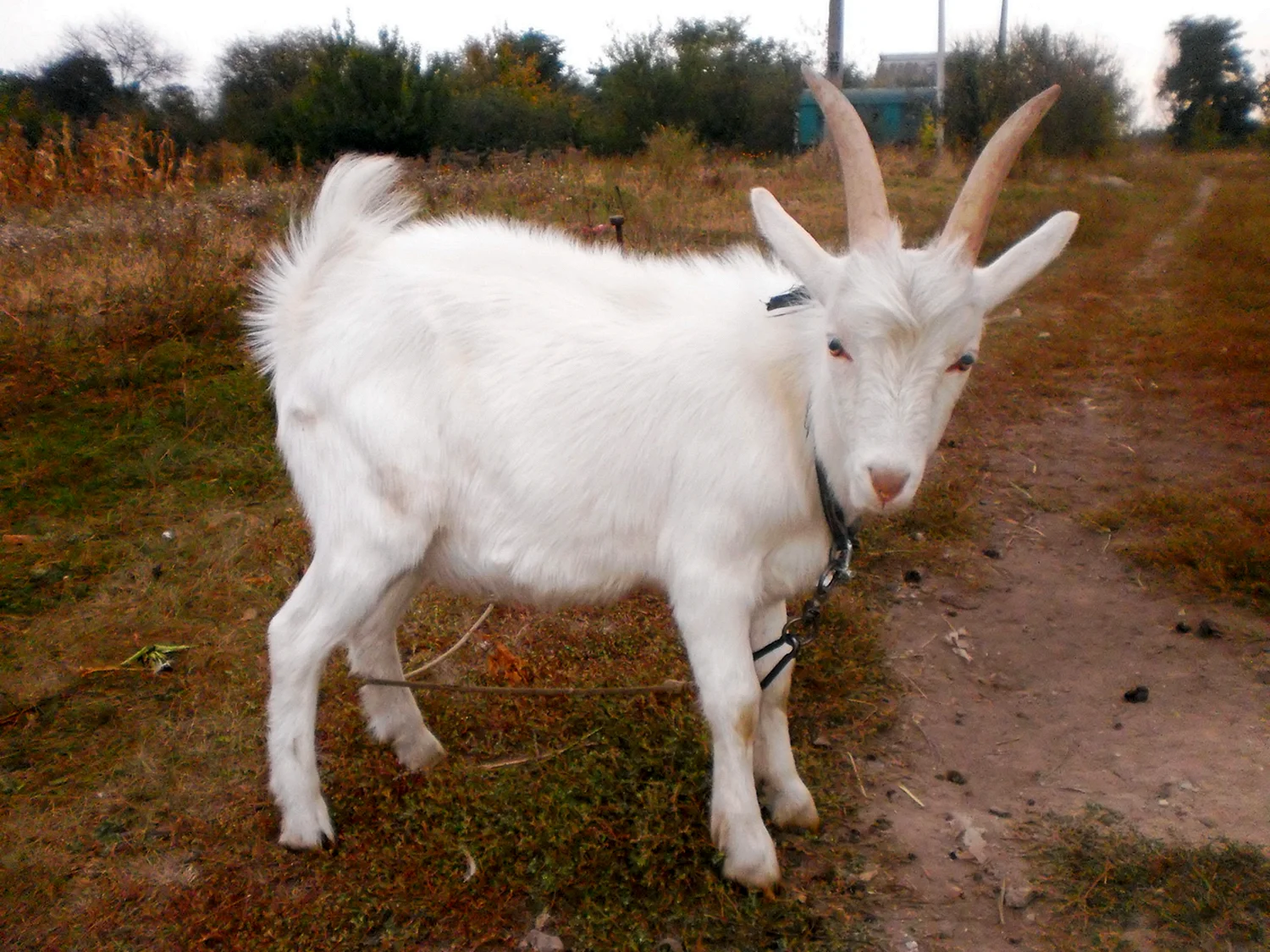 Papo ангорская коза