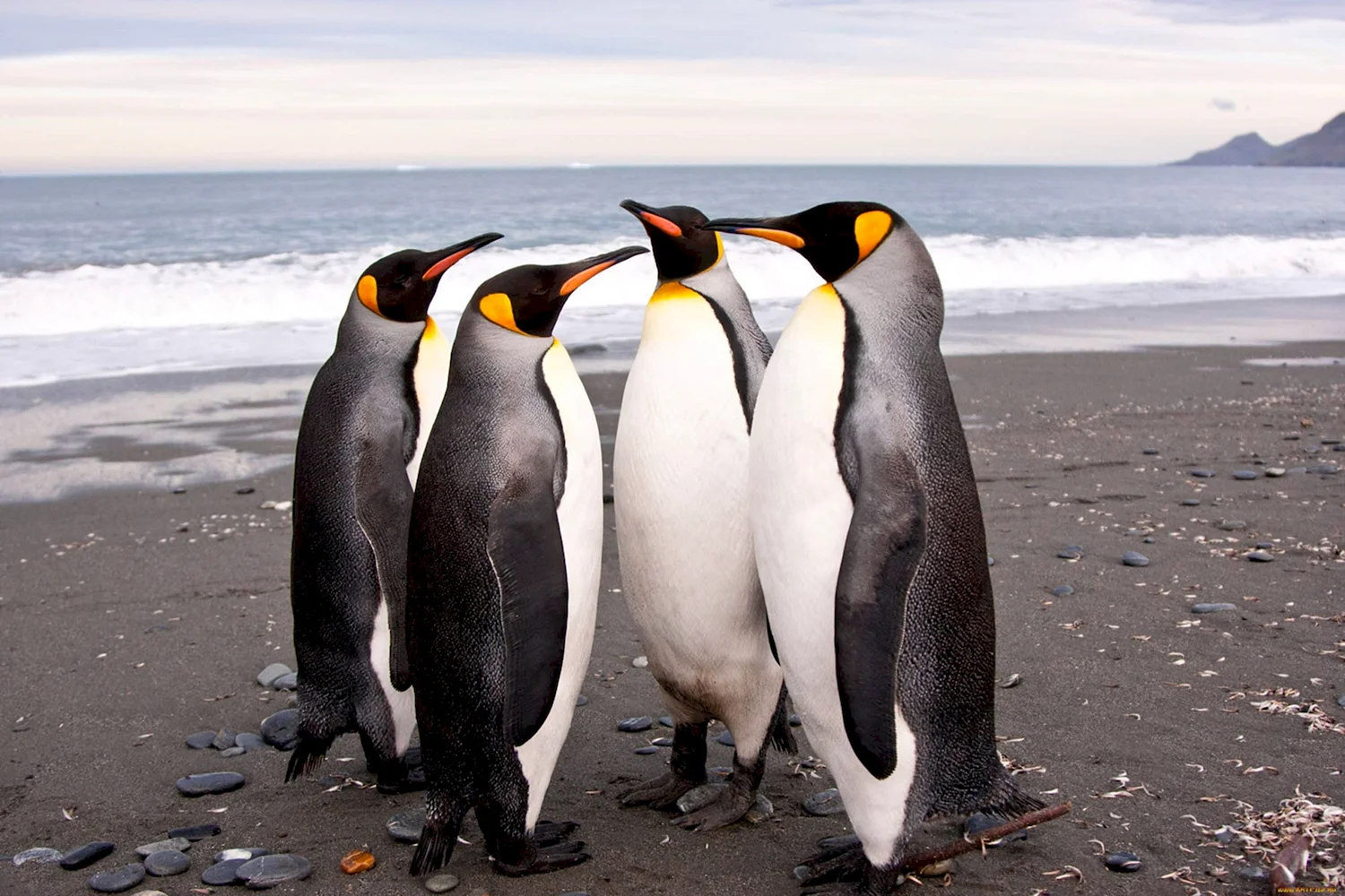 Папуанский Пингвин