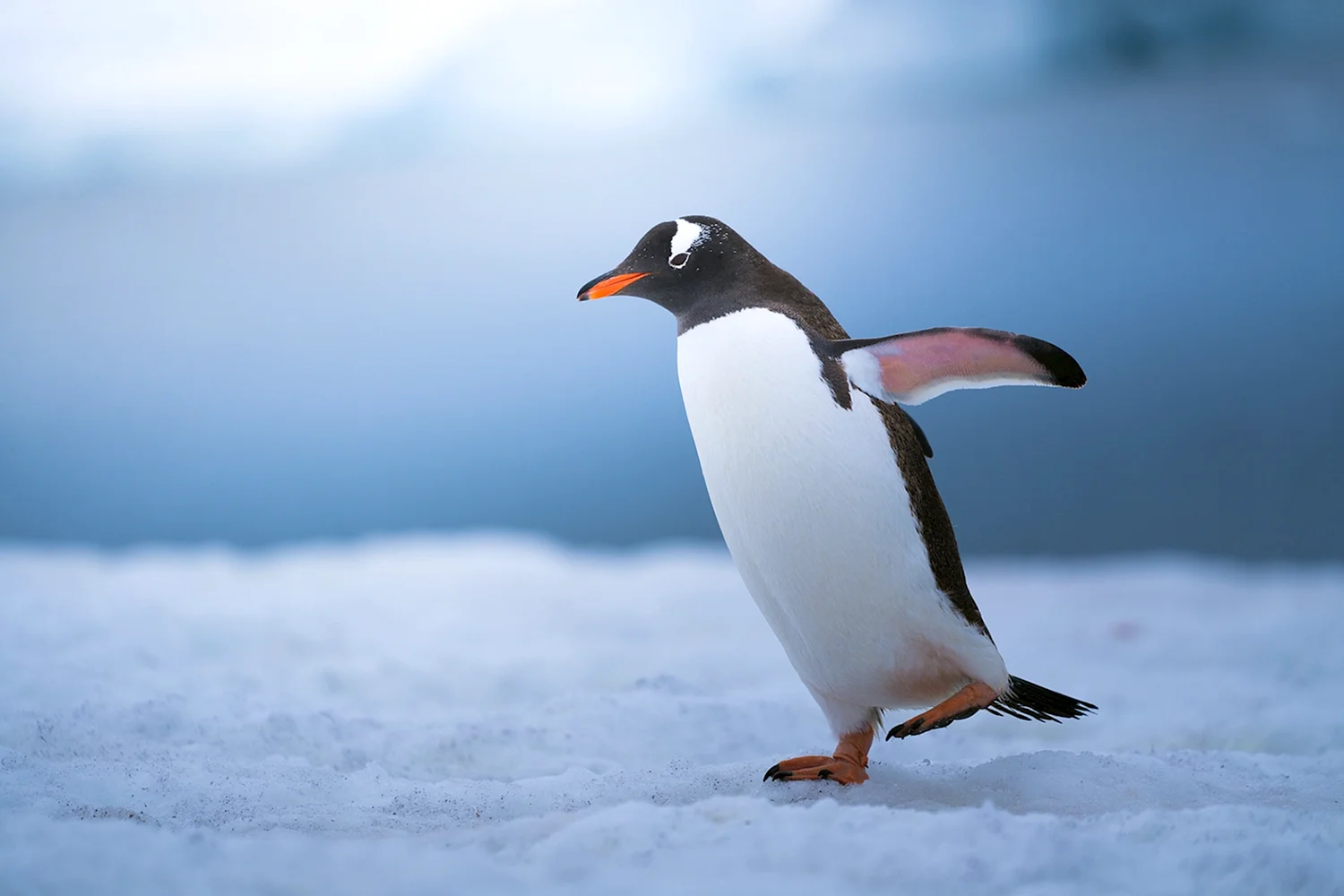 Папуанский Пингвин Антарктида