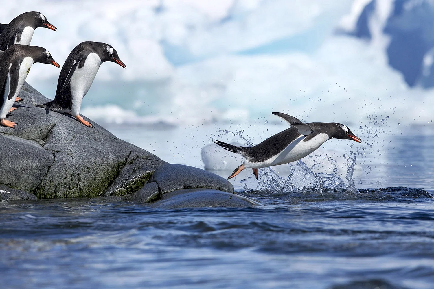 Папуанский Пингвин плавает