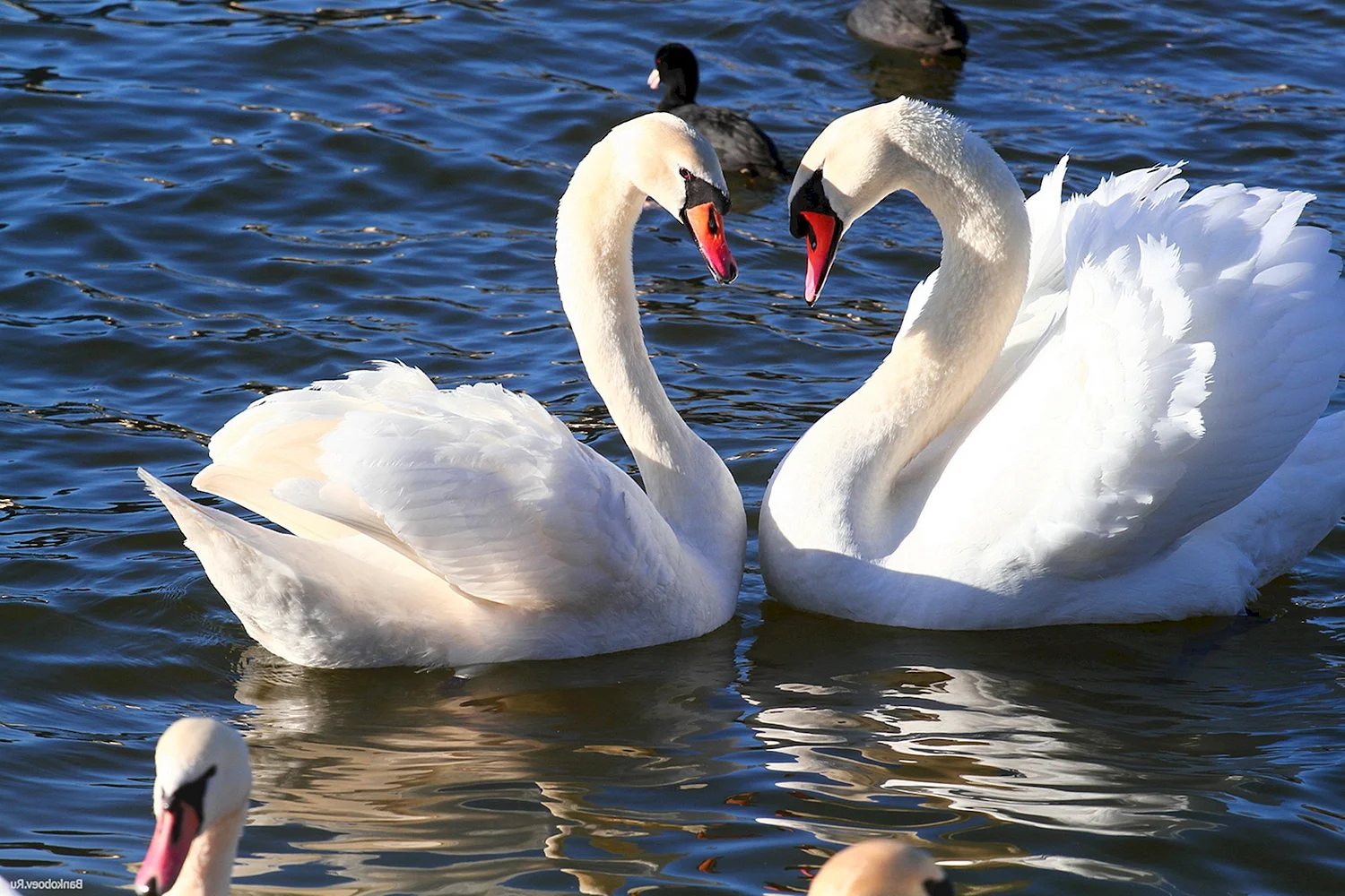 Пара белых лебедей на озере