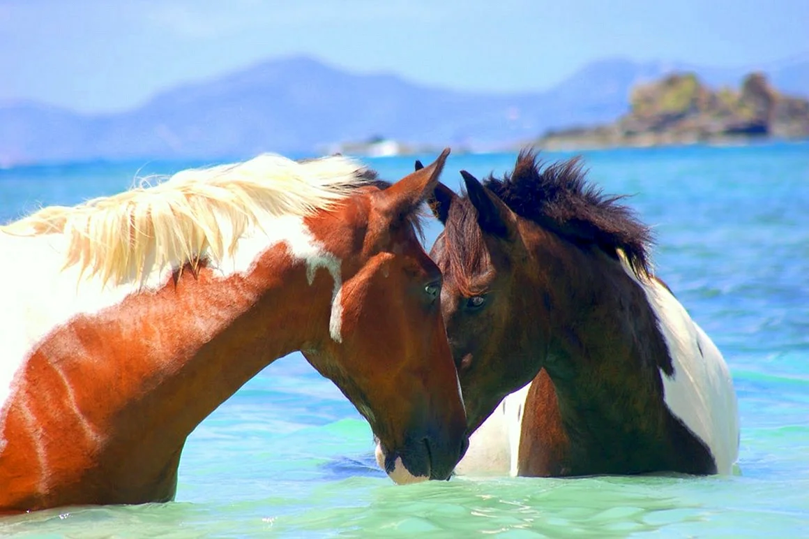 Пара на лошадях у моря
