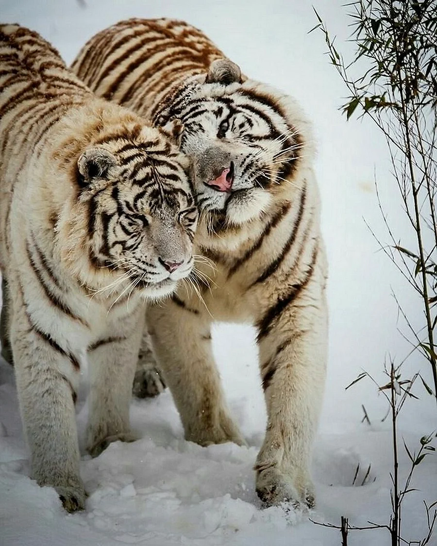 Пара тигров