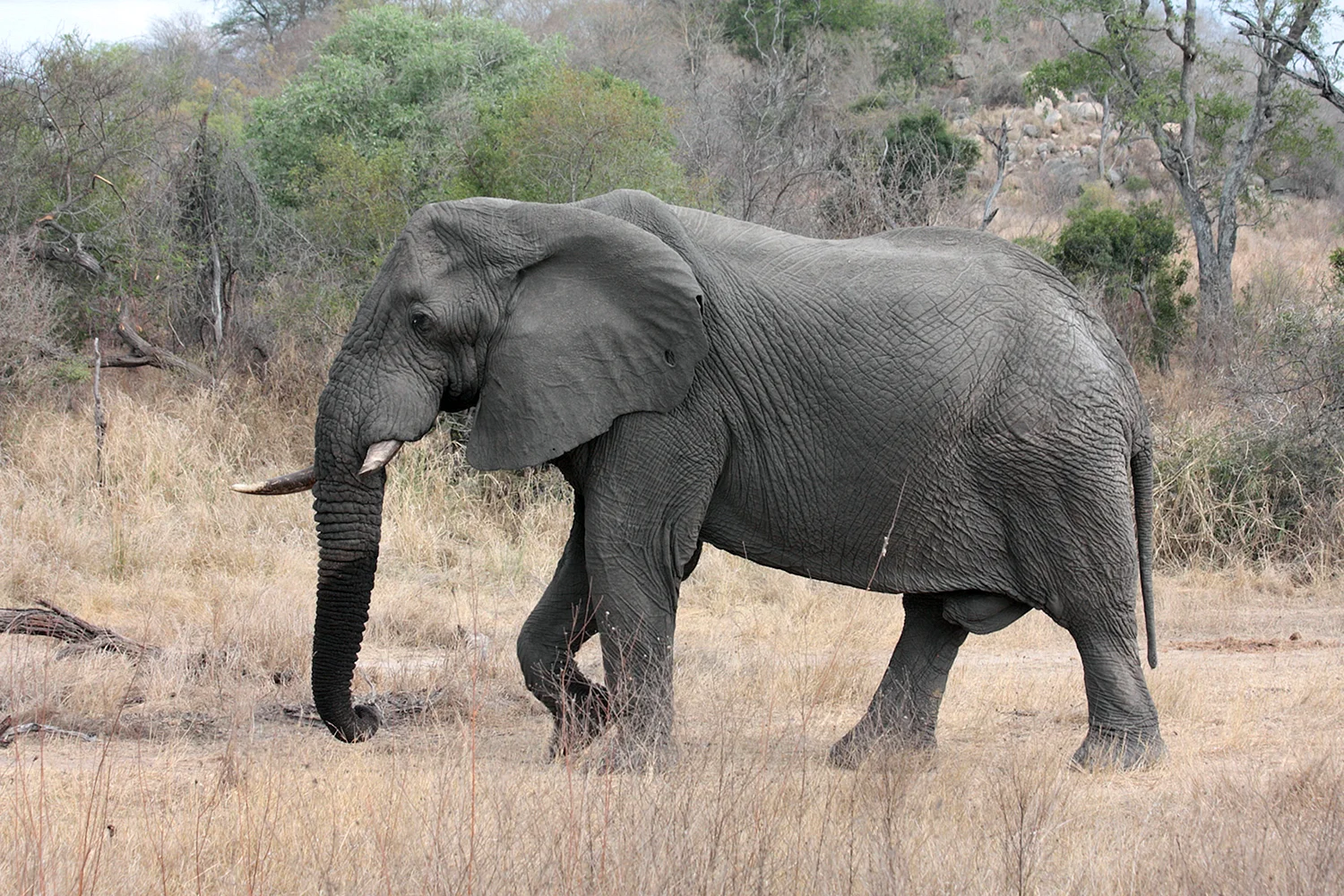 Парк Крюгера саванный слон