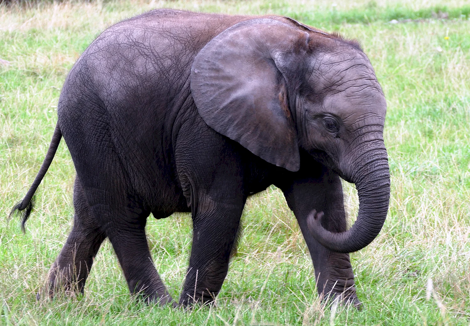 Парнокопытные слон