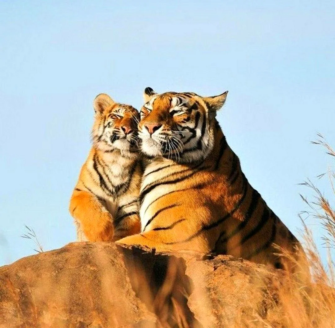Парочка тигров