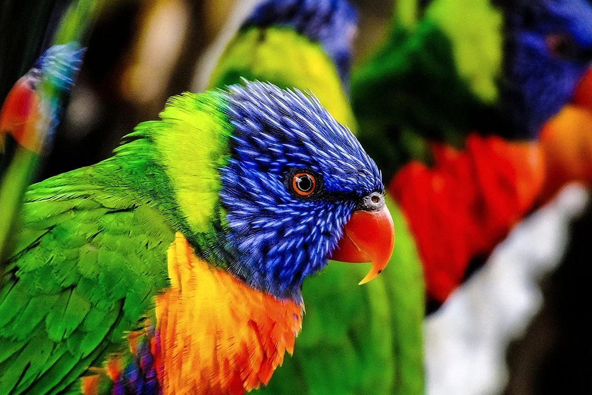 Parrot colorful CMYK