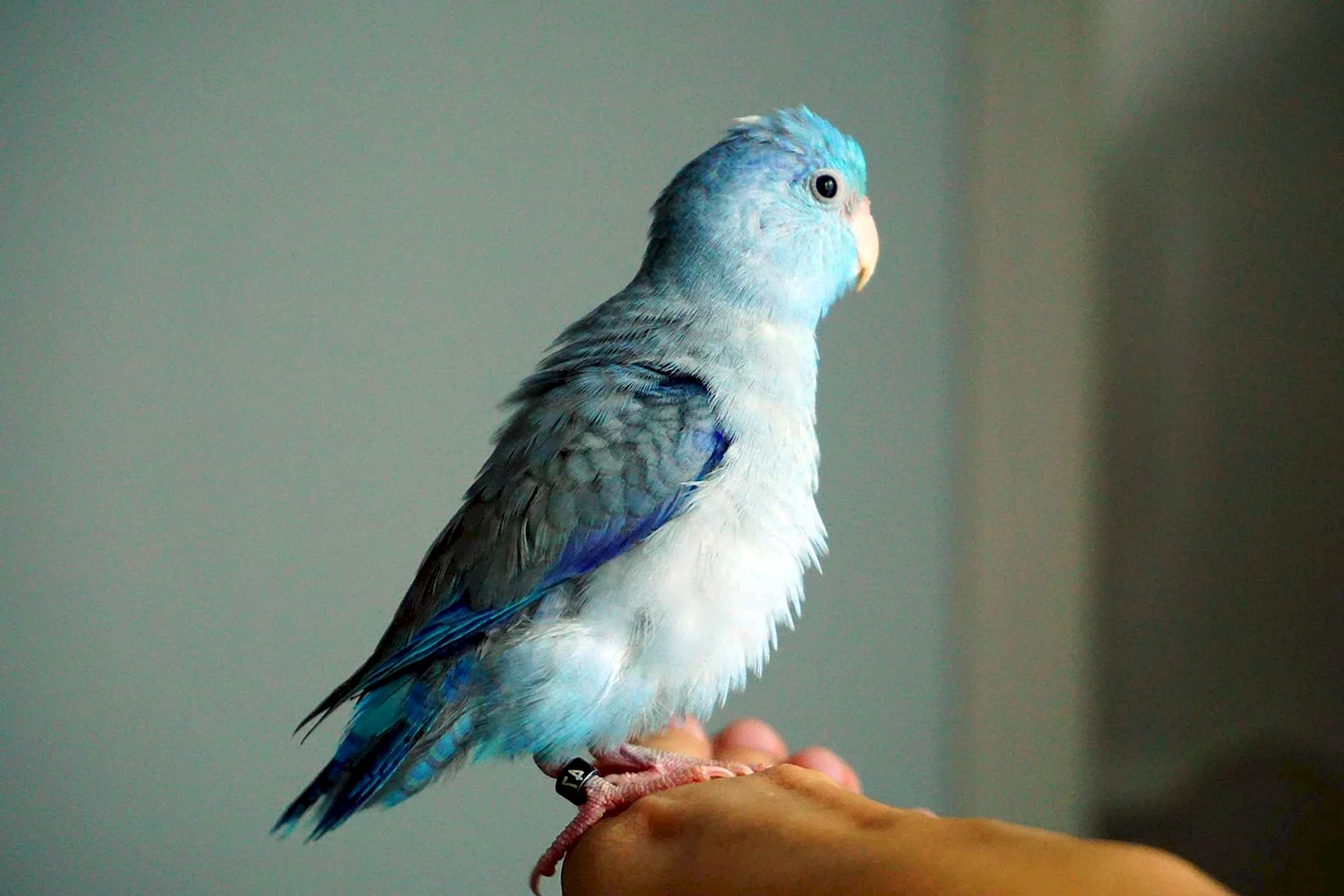 Parrotlet Pacific Blue