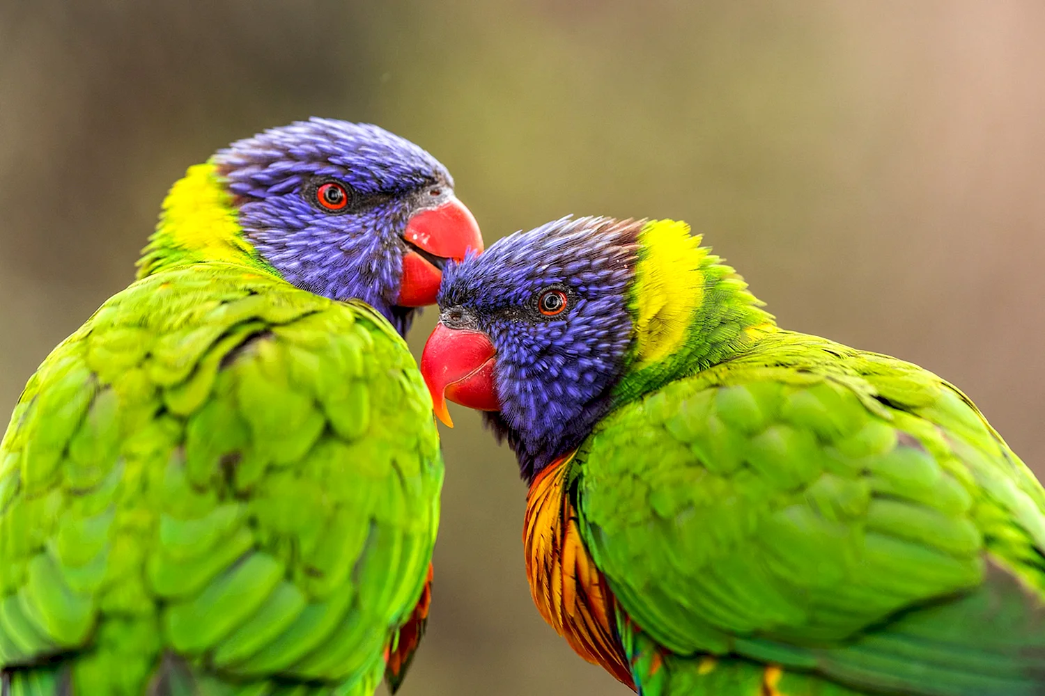 Parrots are popular Pets. This is because they are very Bright