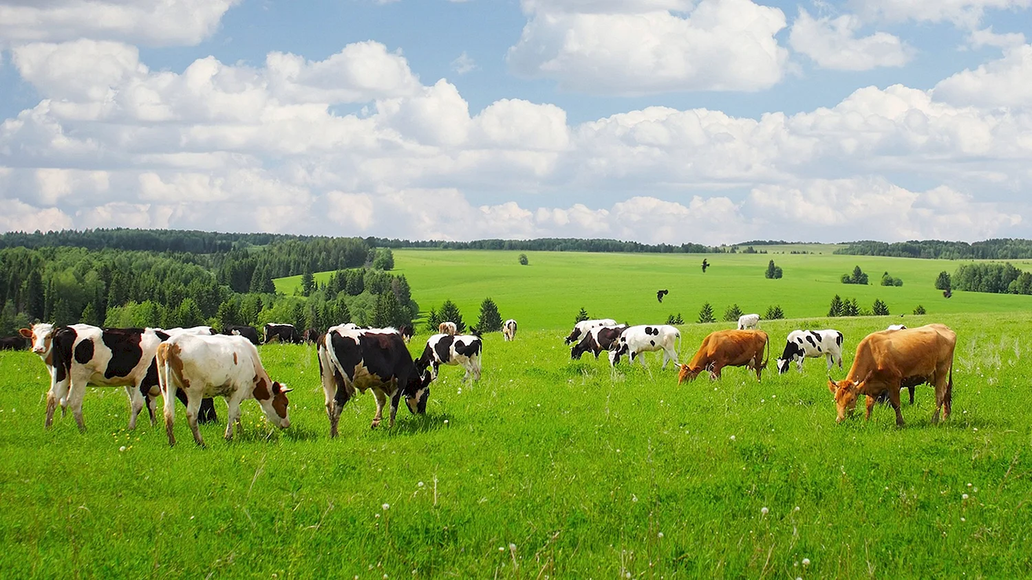 Пастбище коров в Брянской области