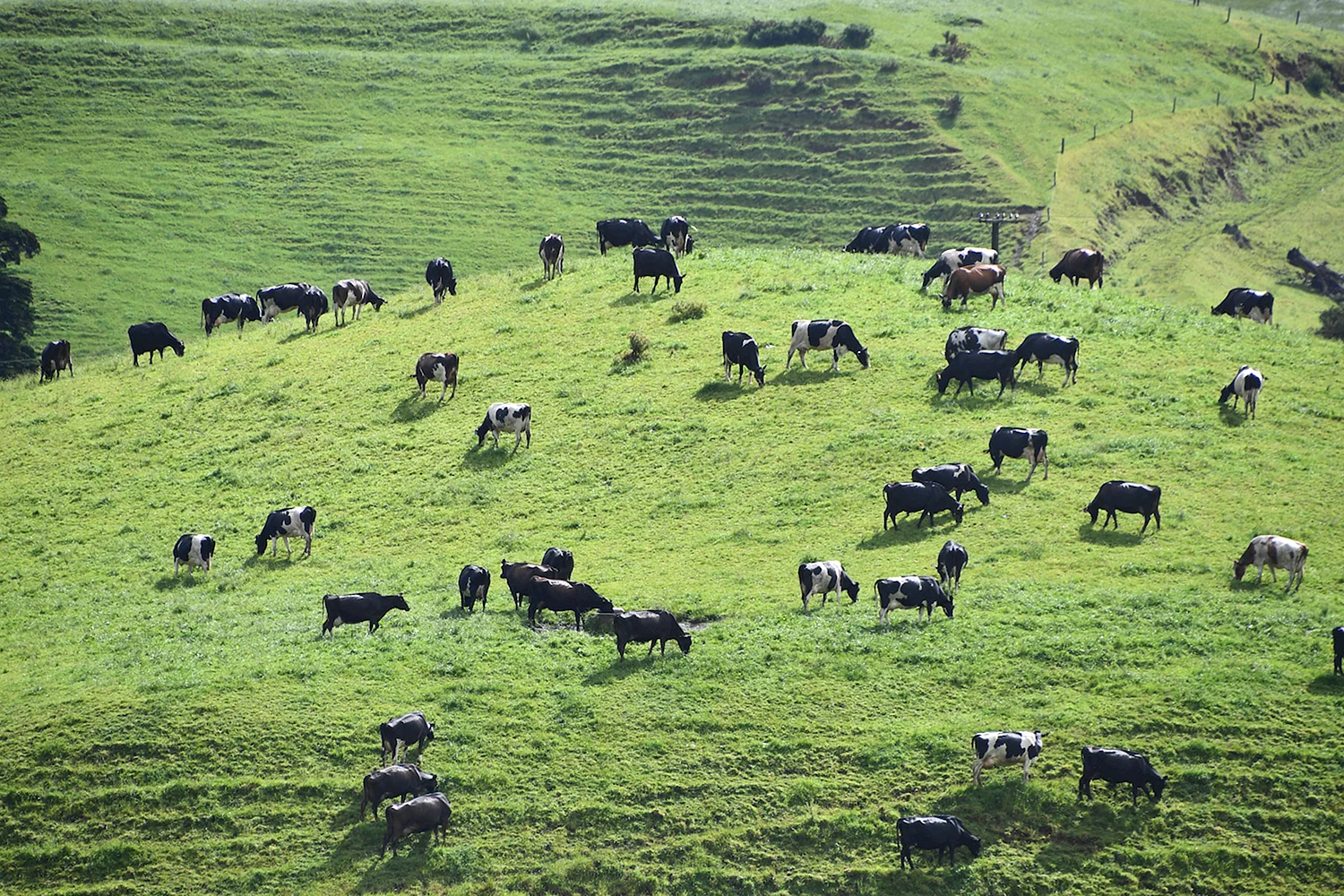 Пастбищное скотоводство Бразилии