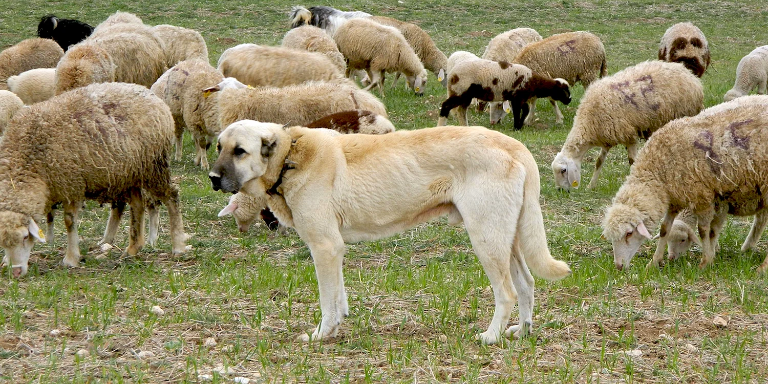 Пастушья собака кангал