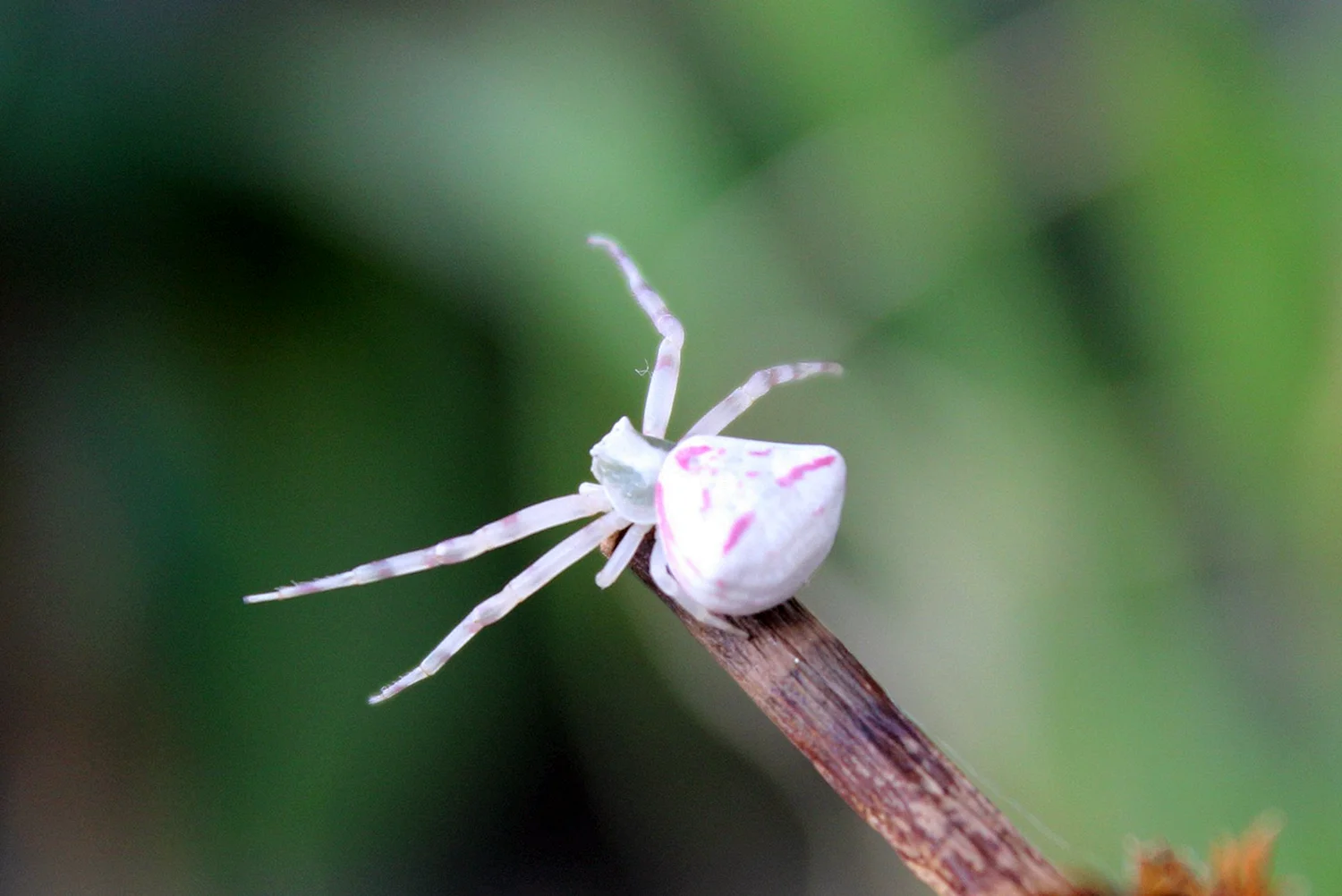 Белый паук (28 лучших фото)