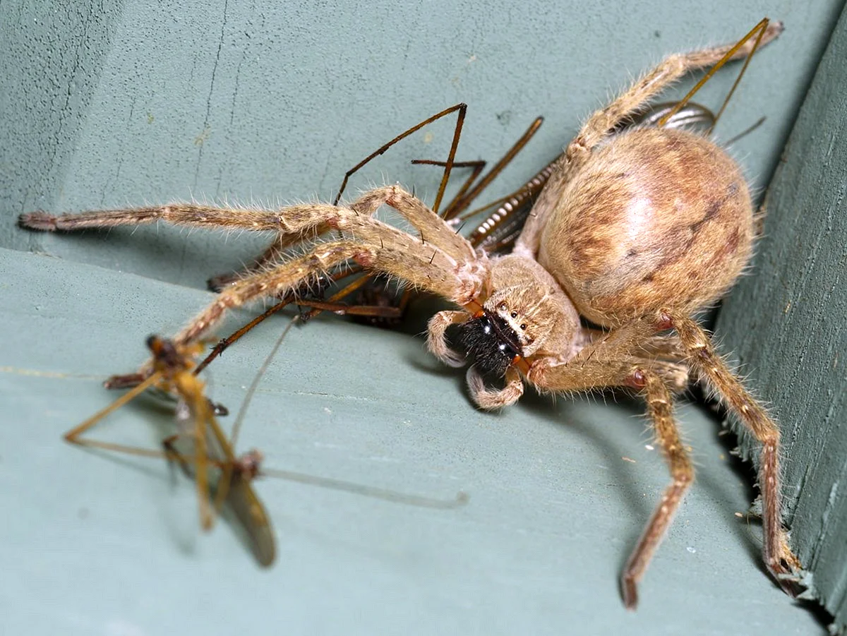 Паук Huntsman Spider