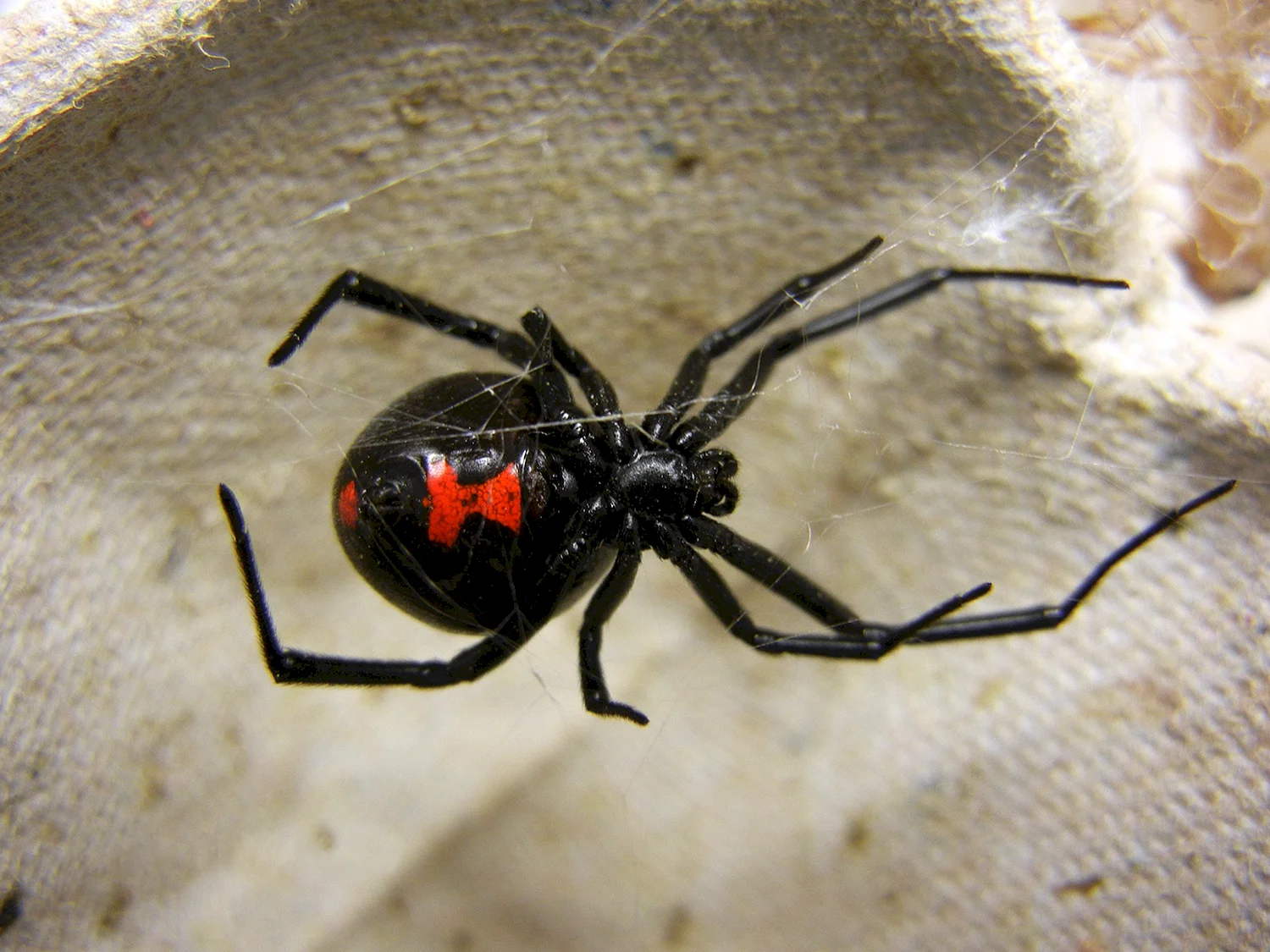 Паук красноспинный паук