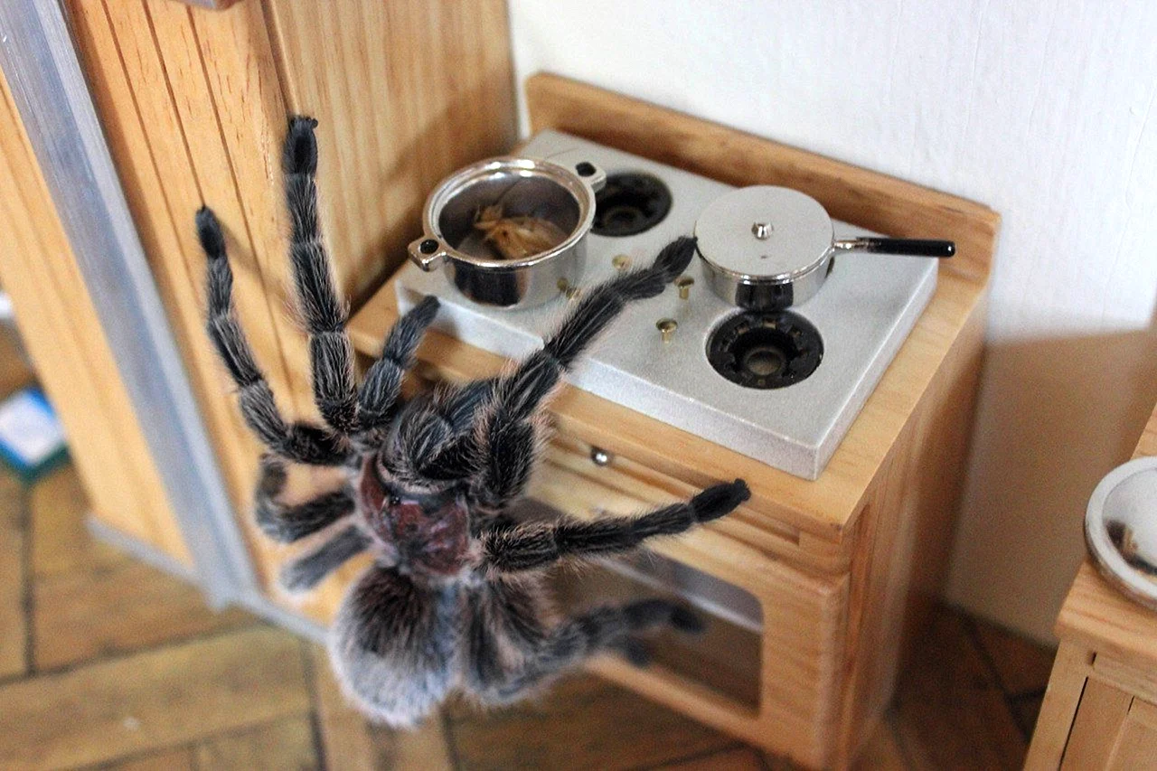 Паук на кухне